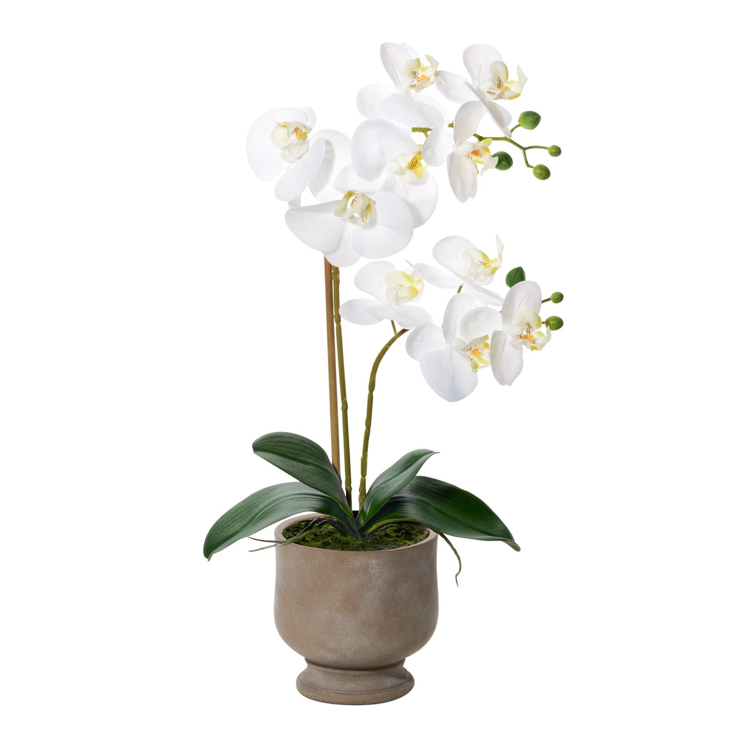 Verona 22h" Urn Potted Real Touch Orchid - White
