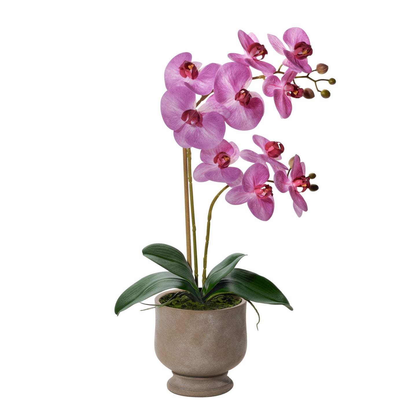 Verona 22h" Urn Potted Real Touch Orchid - Pink