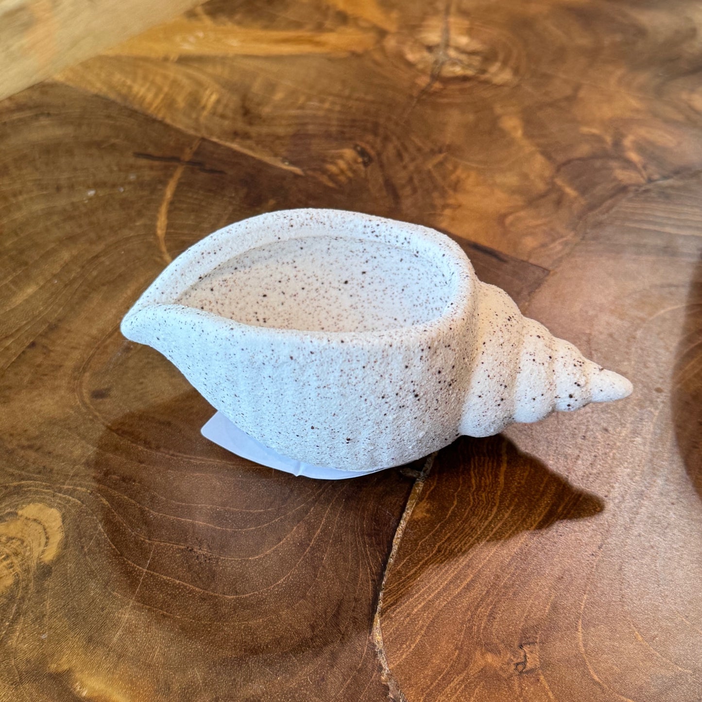 Decorative 5in White shell conch