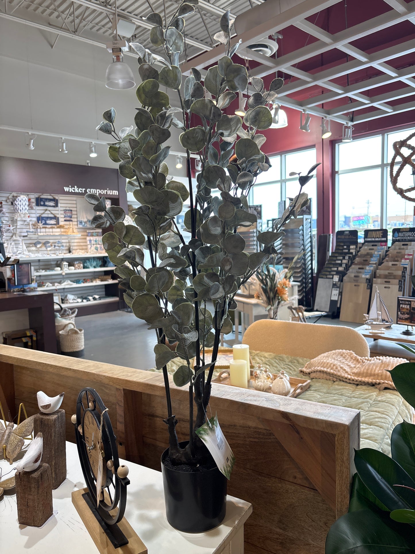 35'H Eucalyptus In a 5'Pot