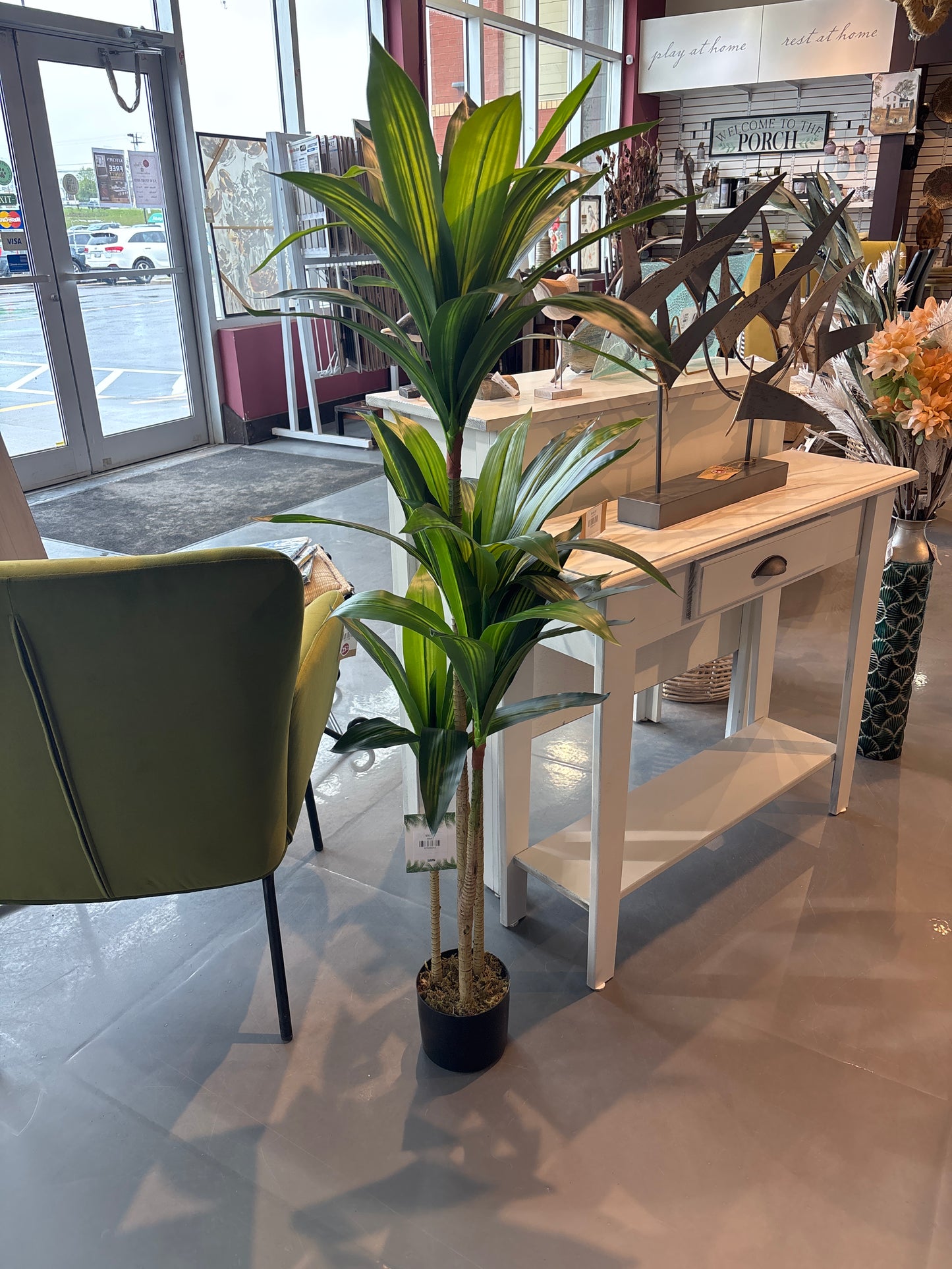 51'H Dracaena In a 5'Pot