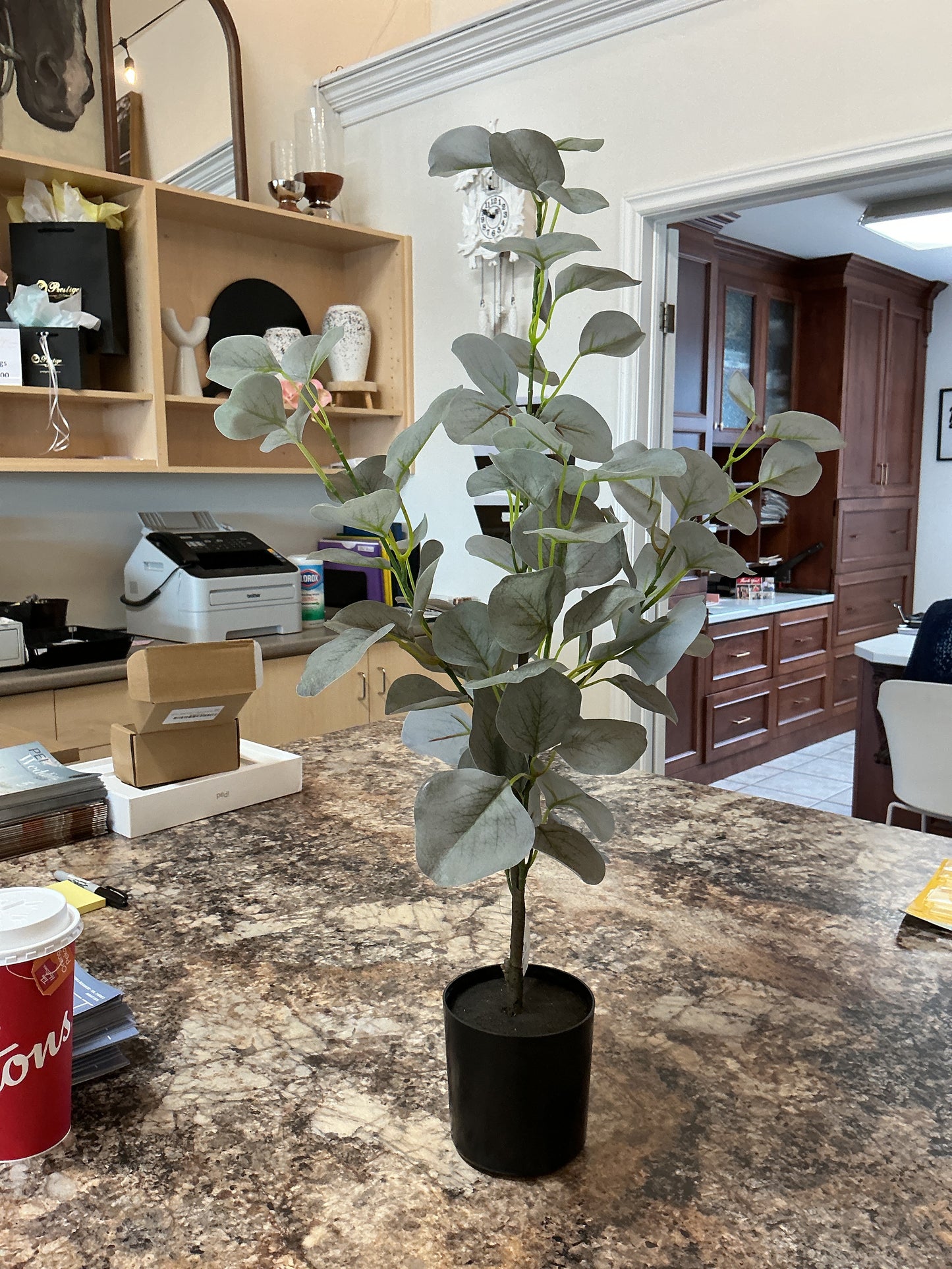 silver dollar eucalyptus plant with pot