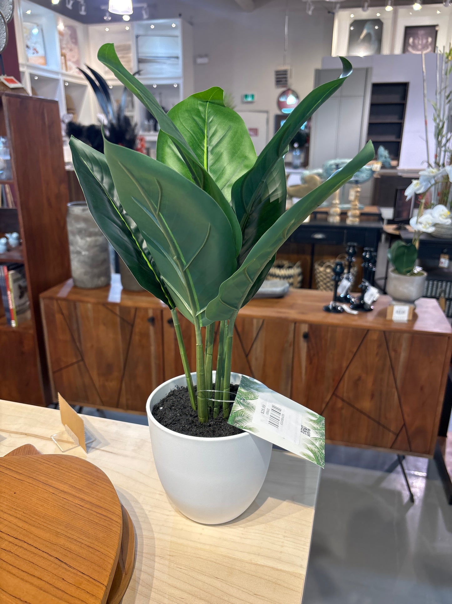 17' Aureum in 5' Pot