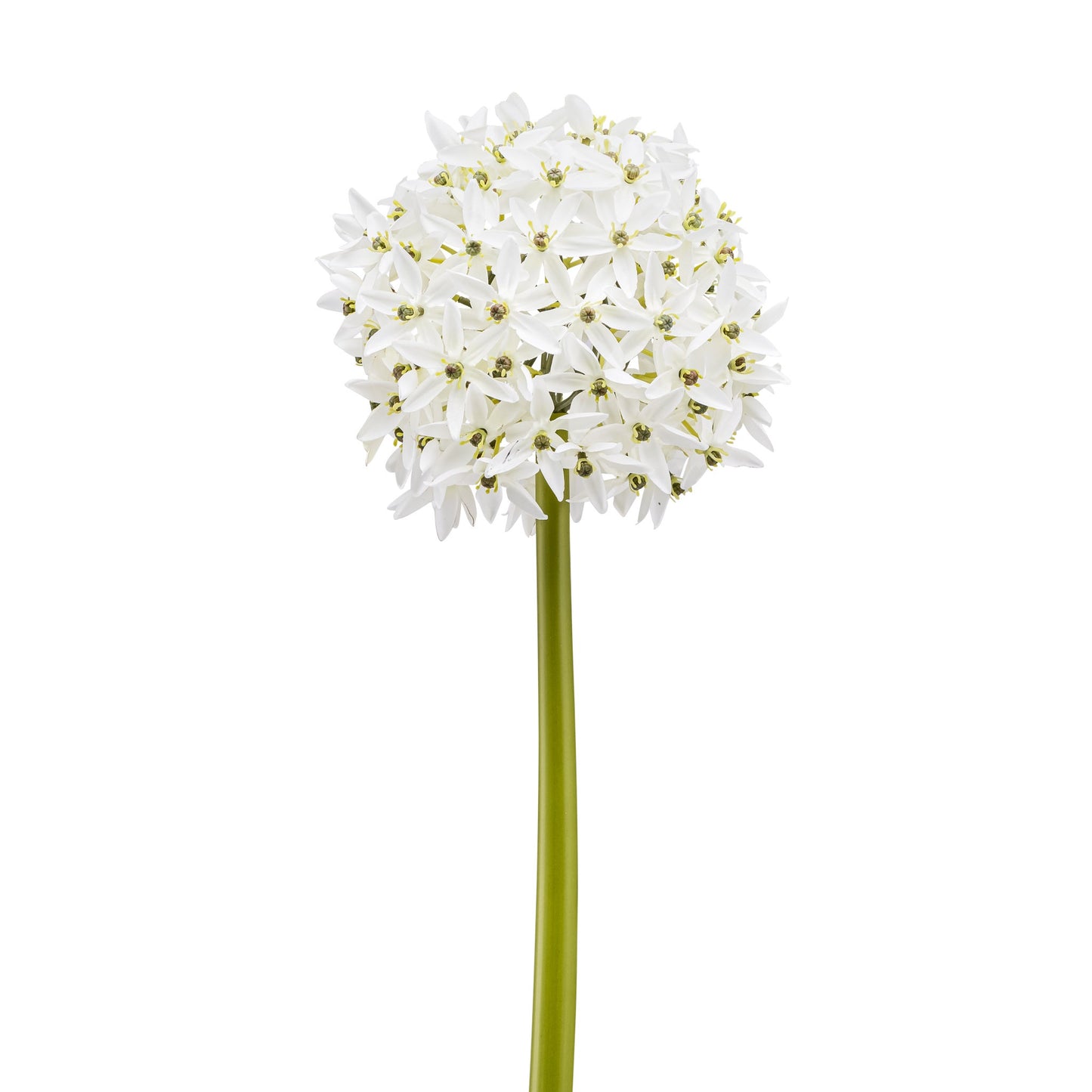 White Allium Large Bloom Stem