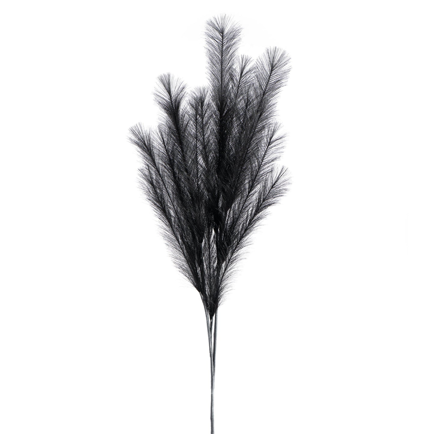 Black - Desert Feather Pampas Stem - Black