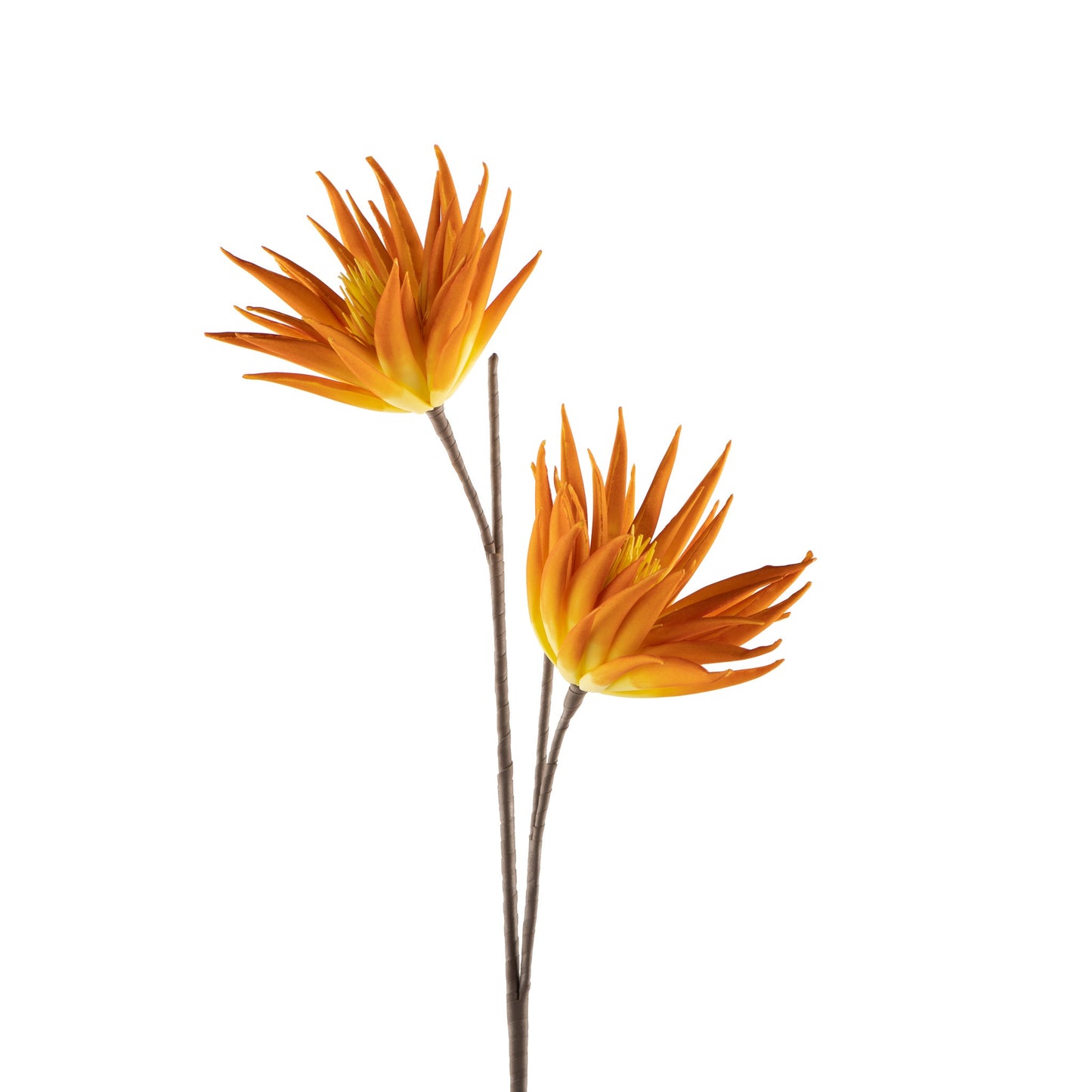 Orange Desert Two Bloom Cactus Flower Stem