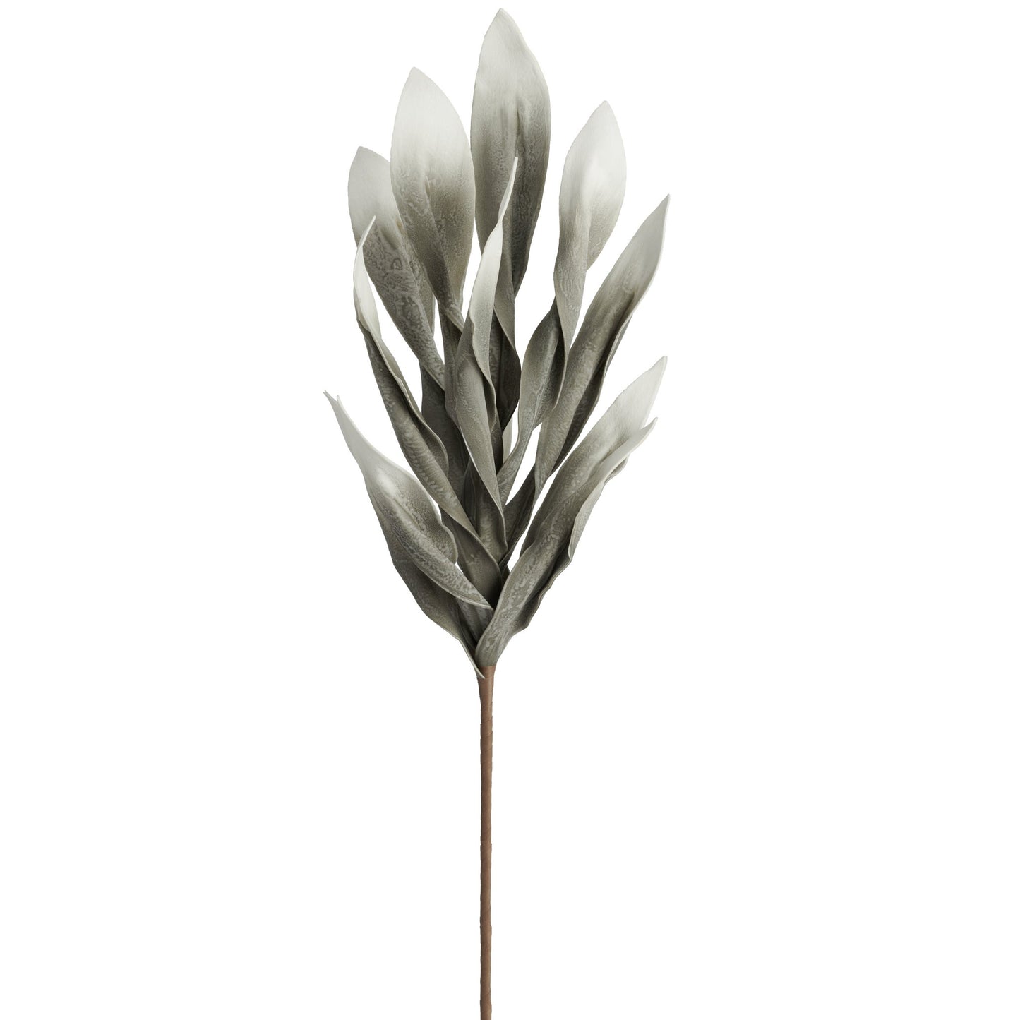 Antique Grey Desert Broad Leaf Flame Grass Stem