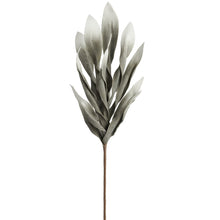 Load image into Gallery viewer, Antique Grey Desert Broad Leaf Flame Grass  Stem

