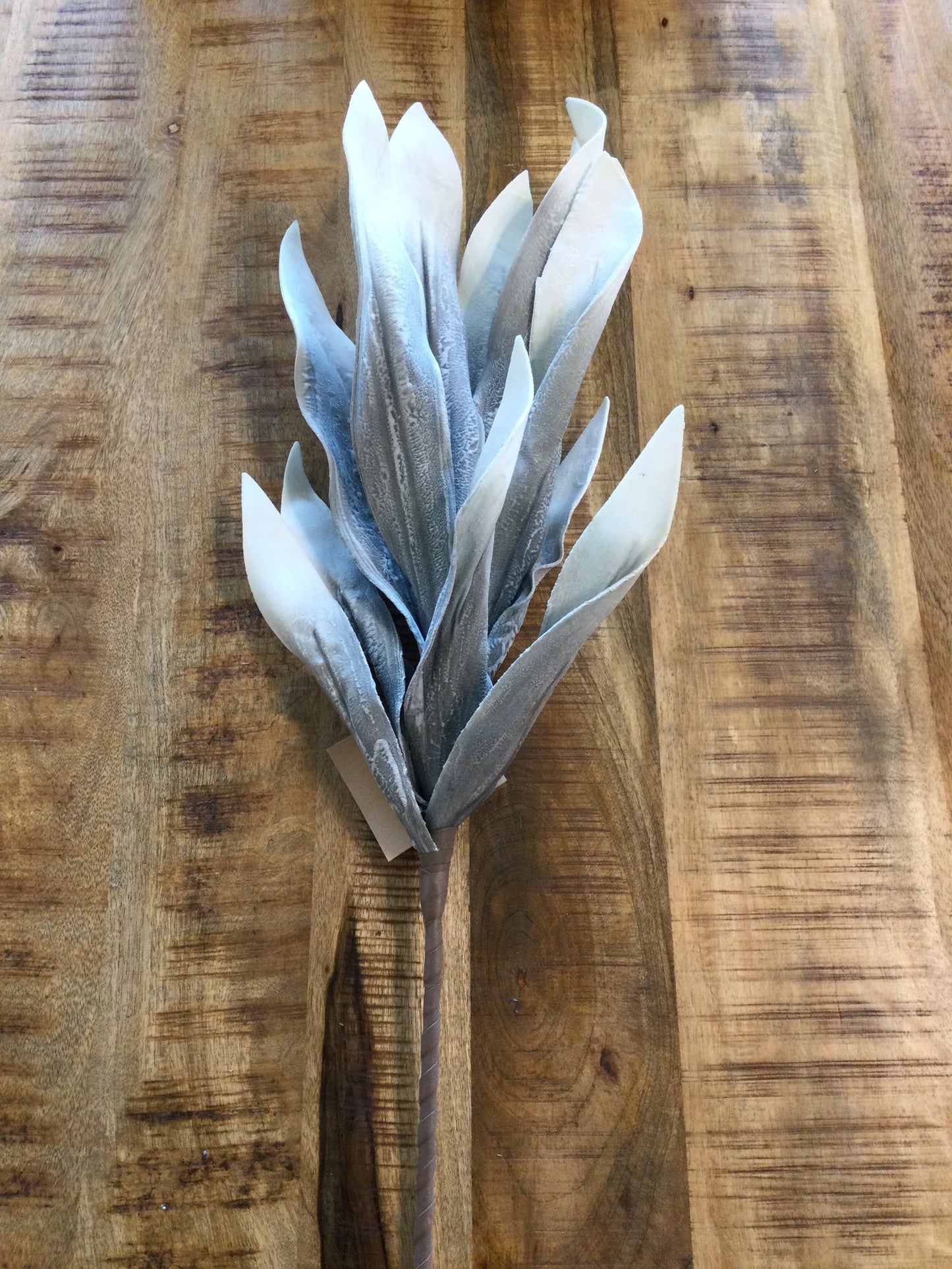 Antique Grey Desert Broad Leaf Flame Grass Stem