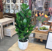 Load image into Gallery viewer, ARTIFICIAL PLANT - 31&quot;H / INDOOR GARCINIA IN A 7&quot; POT
