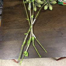Load image into Gallery viewer, Desert Rind Pods Stem
