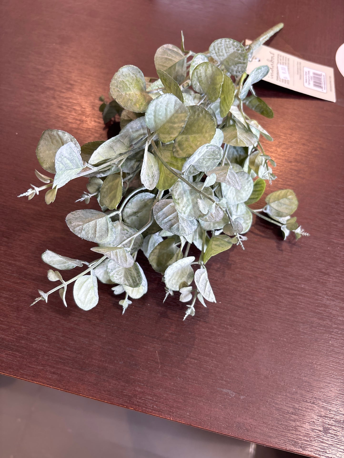 Silver Dollar Eucalyptus