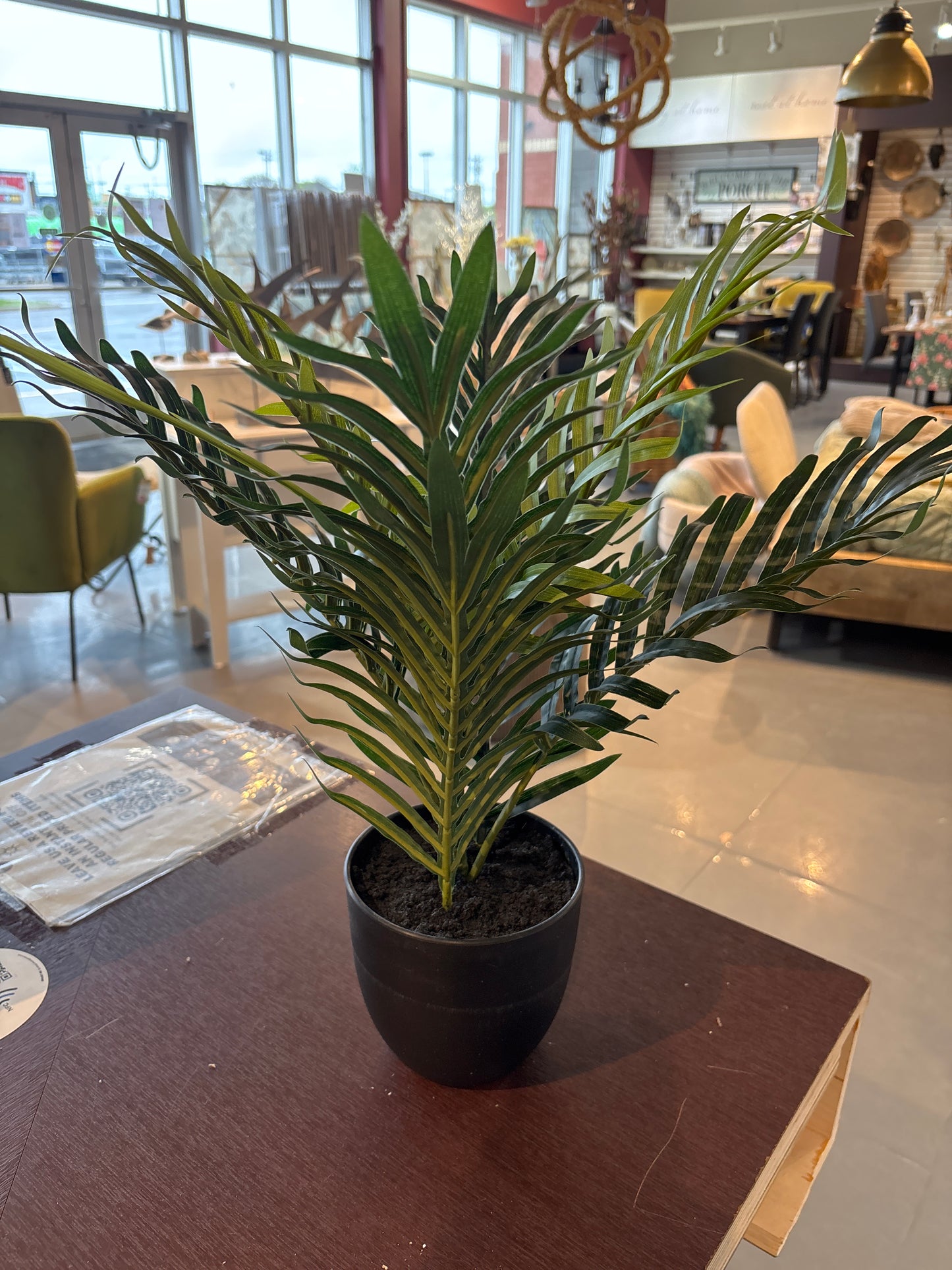 20'H Indoor Palm In A 5'Pot