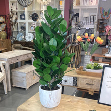 Load image into Gallery viewer, ARTIFICIAL PLANT - 31&quot;H / INDOOR GARCINIA IN A 7&quot; POT
