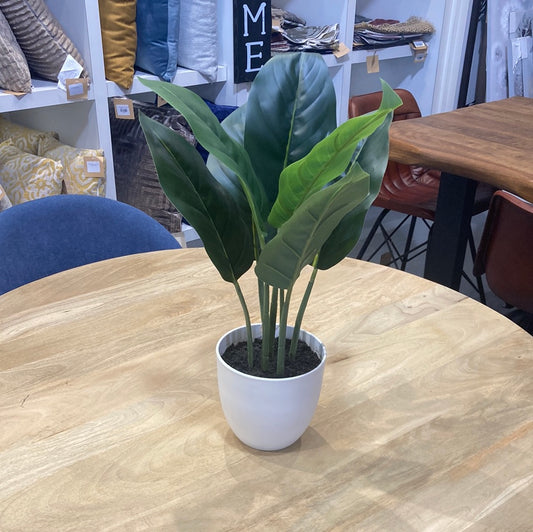 ARTIFICIAL PLANT - 17"H / INDOOR AUREUM IN A 5" POT