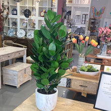 Load image into Gallery viewer, ARTIFICIAL PLANT - 31&quot;H / INDOOR GARCINIA IN A 7&quot; POT
