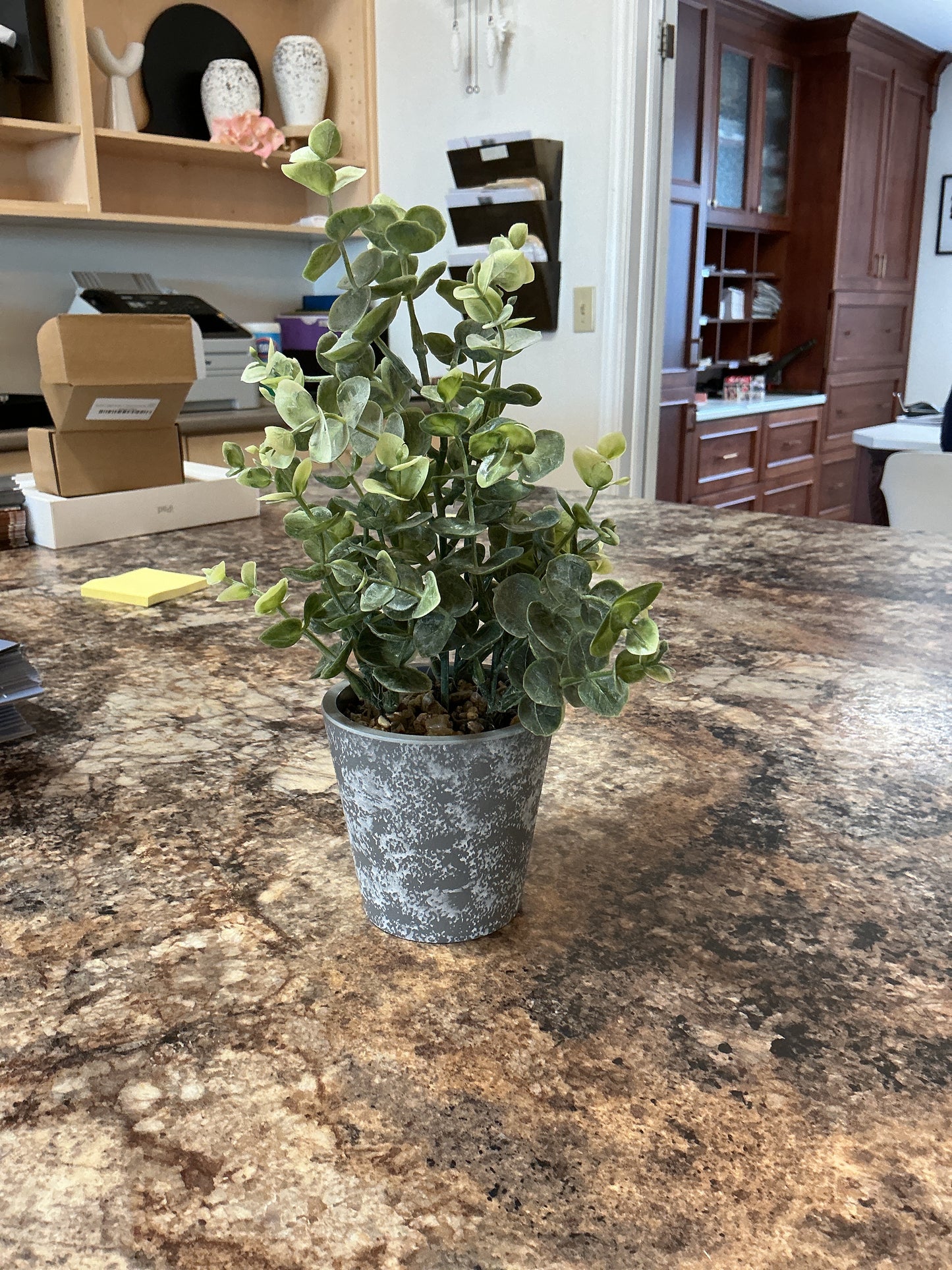 eucalyptus  plant with pot