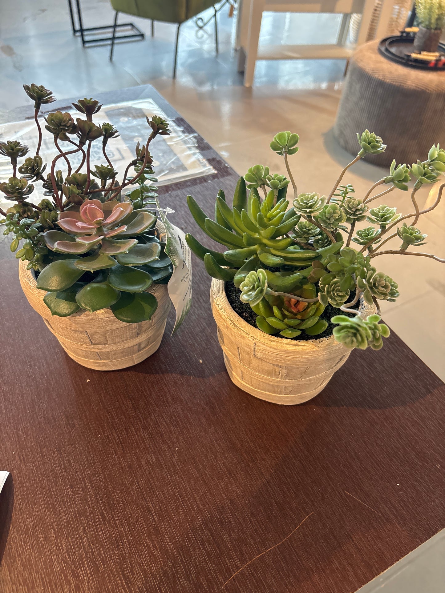 9'H Succulent in 5'Cement Pot