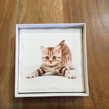 Load image into Gallery viewer, Kitten Coasters (Set of 4)
