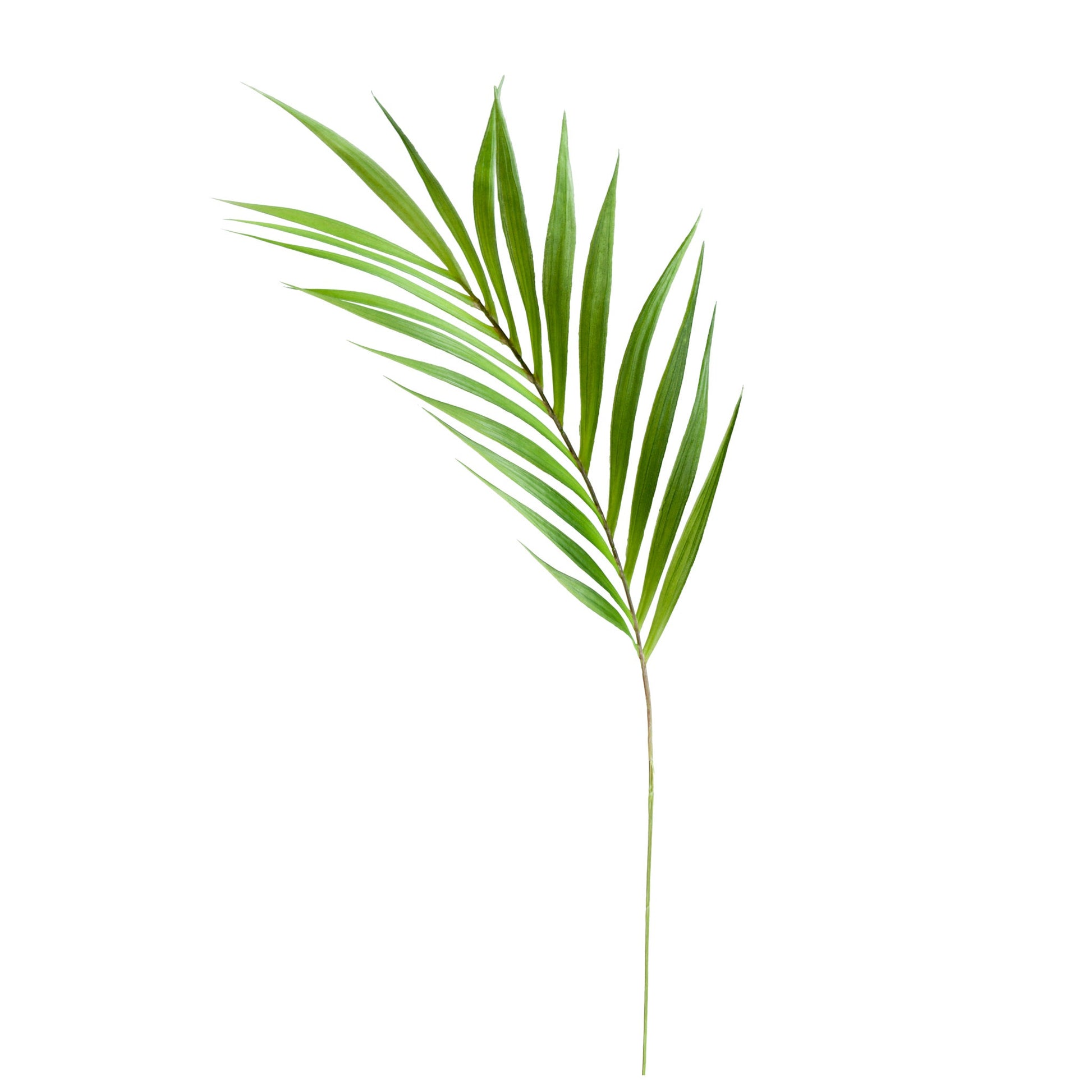 Palm Leaf  Stem
