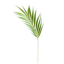 Load image into Gallery viewer, Palm Leaf  Stem

