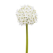 Load image into Gallery viewer, White Allium Large Bloom Stem

