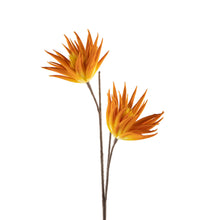 Load image into Gallery viewer, Orange Desert Two Bloom Cactus Flower Stem

