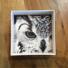 Load image into Gallery viewer, Great Horned Owl Ceramic Coasters (set of 4)
