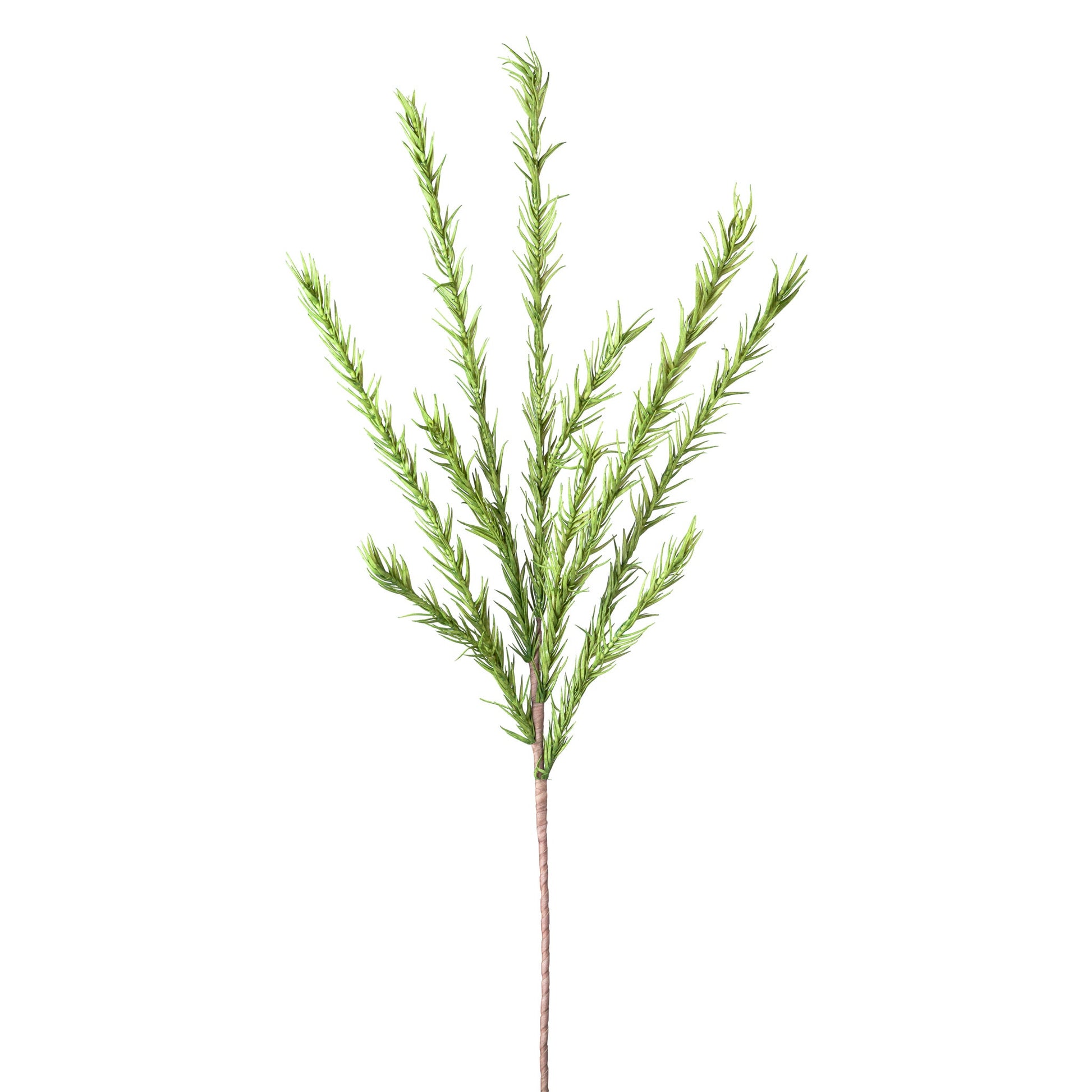 Green Desert Pine Stem
