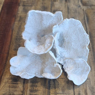 Large White Flower Coral