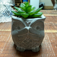 Peekaboo Owl including succulent