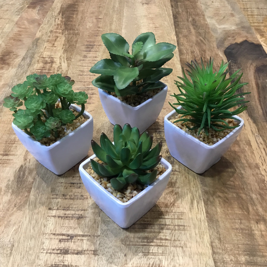 Assorted Succulents in ceramic white bowls