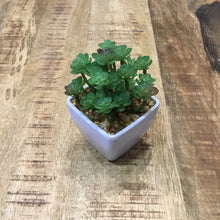 Load image into Gallery viewer, Assorted Succulents in ceramic white bowls
