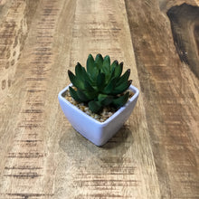 Load image into Gallery viewer, Assorted Succulents in ceramic white bowls
